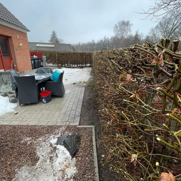 Bøgehæk med visne blade, skåret ind om vinteren ved terrassen